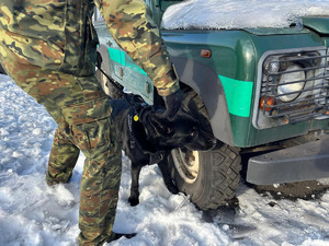 Pies służbowy SG podczas treningu węchowego. Fot. Krystian Kowalewski Pies służbowy SG podczas treningu węchowego. Fot. Krystian Kowalewski
