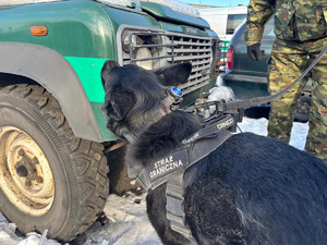 Pies służbowy SG podczas treningu węchowego. Fot. Krystian Kowalewski Pies służbowy SG podczas treningu węchowego. Fot. Krystian Kowalewski