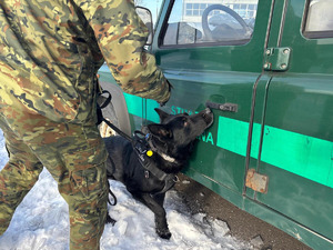 Pies służbowy SG podczas treningu węchowego. Fot. Krystian Kowalewski Pies służbowy SG podczas treningu węchowego. Fot. Krystian Kowalewski