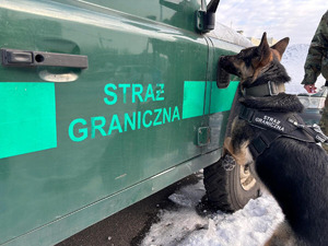 Pies służbowy SG podczas treningu węchowego. Fot. Krystian Kowalewski Pies służbowy SG podczas treningu węchowego. Fot. Krystian Kowalewski