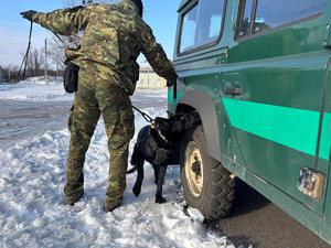 Pies służbowy SG podczas treningu węchowego. Fot. Krystian Kowalewski Pies służbowy SG podczas treningu węchowego. Fot. Krystian Kowalewski
