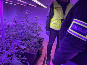 Funkcjonariusze Straży Granicznej i Policji zlikwidowali plantację konopi. Funkcjonariusze Straży Granicznej i Policji zlikwidowali plantację konopi.