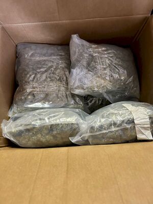 Zabezpieczona marihuana Zabezpieczona marihuana
