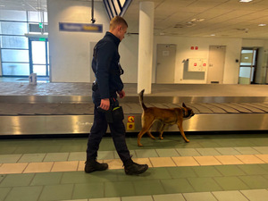 Psy szukają narkotyków i materiałów wybuchowych. Fot. MOSG Psy  szukają narkotyków i materiałów wybuchowych. Fot. MOSG