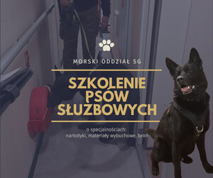 Szkolenie psów służbowyych MOSG. Grafika ZP MOSG Szkolenie psów służbowyych MOSG. Grafika ZP MOSG