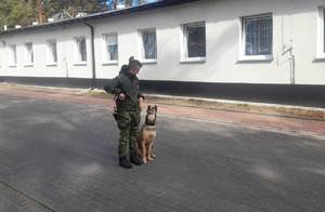 Szkolenie grupowe psów służbowych. Fot. MOSG Szkolenie grupowe psów służbowych. Fot. MOSG