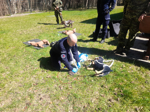 Szkolenie grupowe psów służbowych. Fot. MOSG Szkolenie grupowe psów służbowych. Fot. MOSG